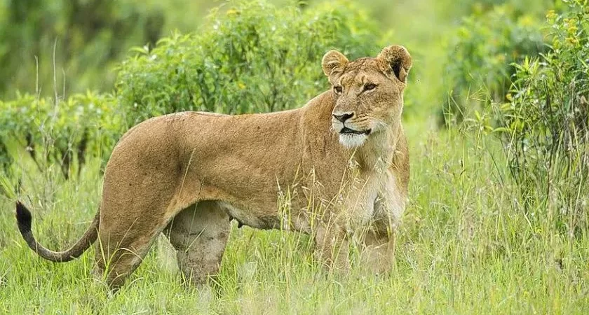 KENYA