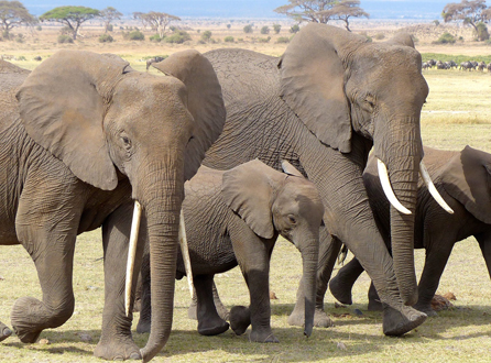 NATIONAL AMBOSELI PARK, KENYA