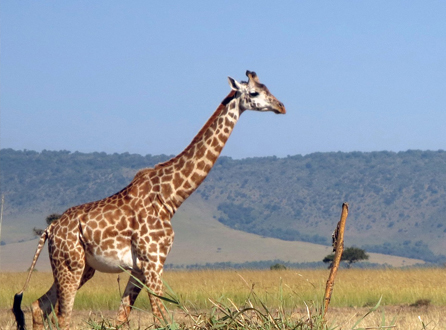 MASAI MARA, KENYA