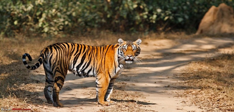 COMPLETE KANHA