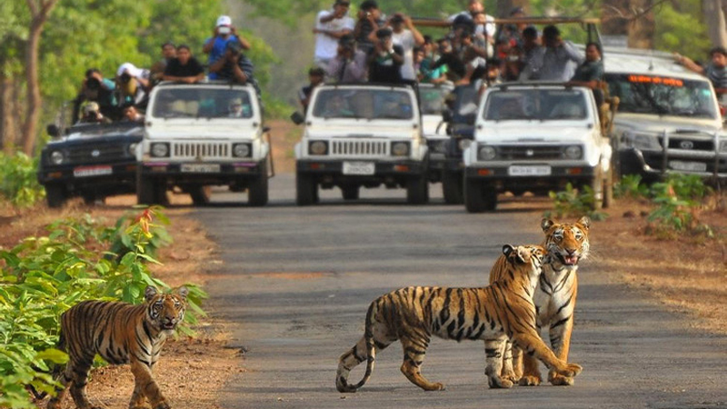 Kanha - The Green tour 