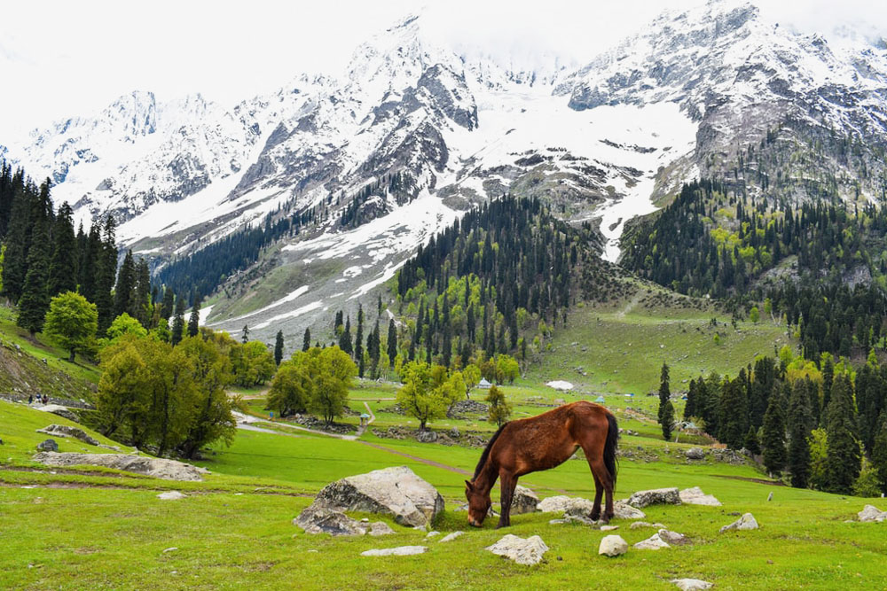 Kashmir - Paradise on Earth 